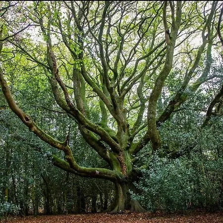 L'Hotie De Broceliande, Au Coeur Des Sites Naturels Et Legendaires Paimpont Exterior photo