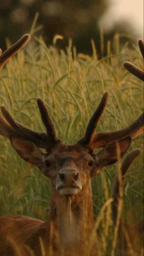 L'hotie De Broceliande, Au Coeur Des Sites Naturels Et Legendaires Paimpont