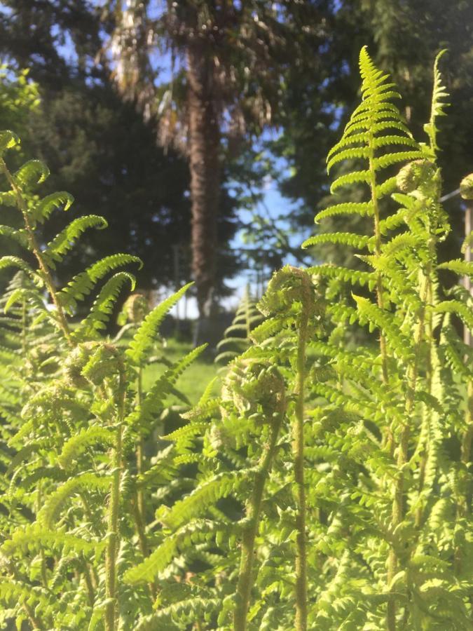 L'hotie De Broceliande, Au Coeur Des Sites Naturels Et Legendaires Frühstückspension