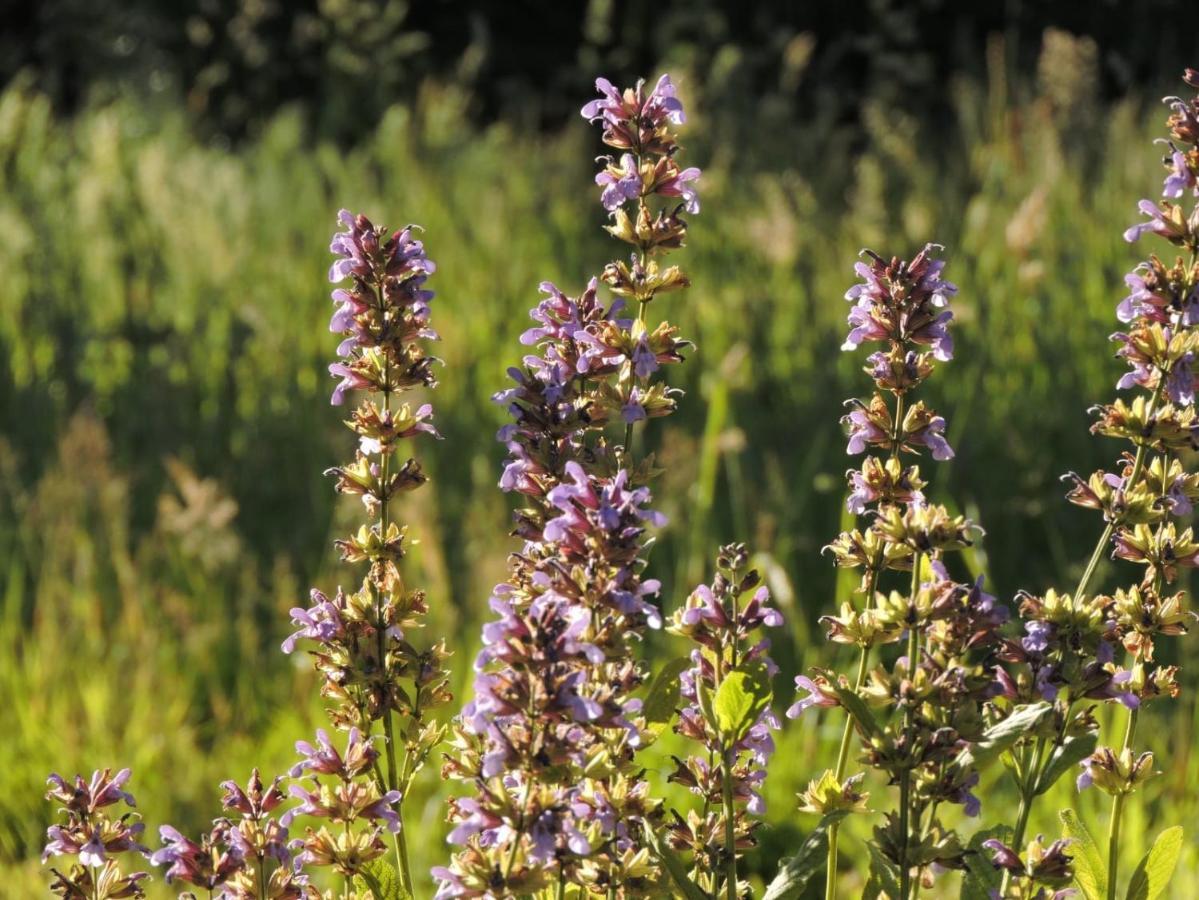L'hotie De Broceliande, Au Coeur Des Sites Naturels Et Legendaires Frühstückspension