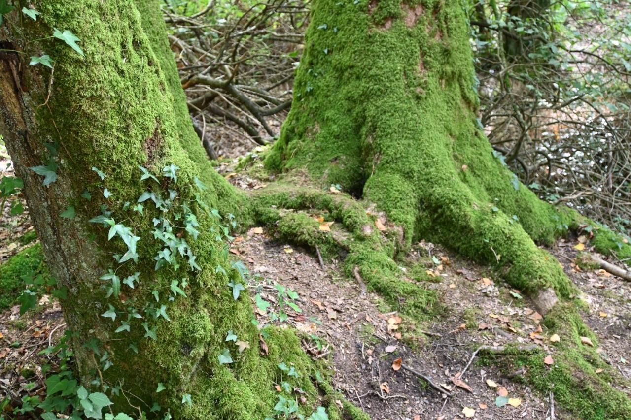 Bed & Breakfast L'hotie De Broceliande, Au Coeur Des Sites Naturels Et Legendaires *