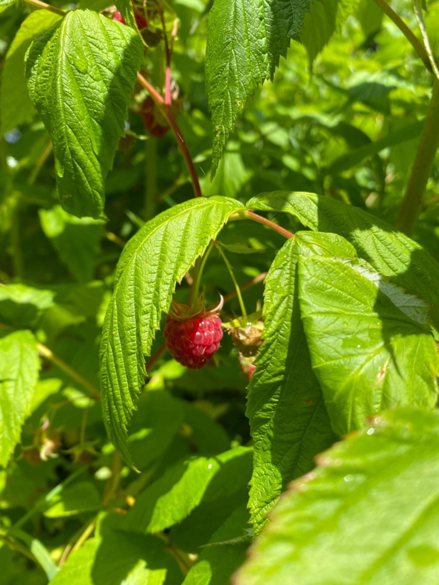 L'hotie De Broceliande, Au Coeur Des Sites Naturels Et Legendaires *