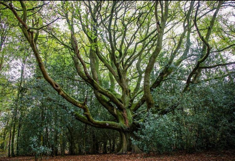 L'hotie De Broceliande, Au Coeur Des Sites Naturels Et Legendaires Bed & Breakfast Paimpont